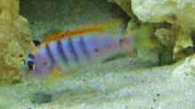 Labidochromis sp. Hongi m