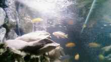 Besatz im Aquarium Becken 11825
