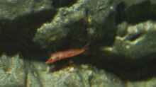 Neocaridina sp. (Crystal Red Garnele, auch Red Cherry-)