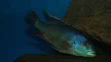 Nimbochromis livingstonii male