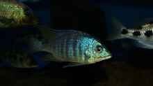 Placidochromis sp. ´jalo reef´ male