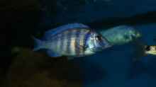 Placidochromis sp. ´phenochilus tanzania´ female