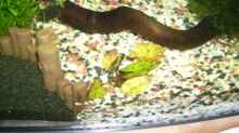 noch klein-grüne Tigerlotus