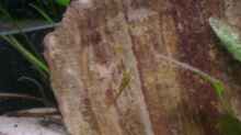 Kakadu weibchen