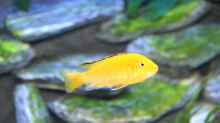 der Klassiker - Labidochromis yellow