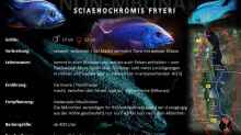 Artentafel Siaenochromis Fryeri