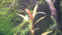 Papageienblatt (Alternanthera reineckii )