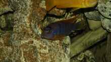 Labidochromis hongi Red Top