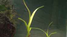 Pflanzen im Aquarium Becken 12363