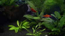 Roter Platy