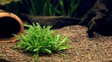 Pflanzen im Aquarium Becken 12459