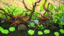 Pflanzen im Aquarium Becken 12555