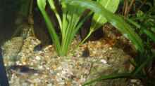 Corydoras spec. aff. aeneus ´Venezuela´