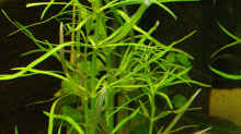 Pflanzen im Aquarium Becken 12579