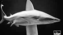 200 Millionen Haie jährlich, sterben durch Menschenhand