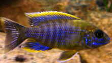 Aulonocara Lwanda yellow top Hai Reef male