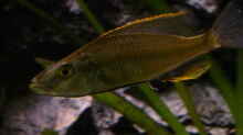 Dimidiochromis Compressiceps male