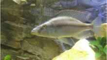 Dimidiochromis Compressiceps Bock