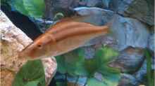 Dimidiochromis Compressiceps Weibchen