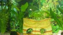Pflanzen im Aquarium Becken 12758
