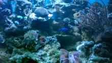 Aquarium Becken 12881