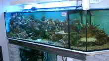 Aquarium Becken 12881