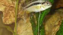 Melanochromis Auratus Weibchen