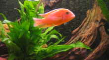 Aulonocara  spec. Firefish Red, 2 Männchen