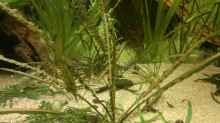 Pflanzen im Aquarium Diskus Becken (Aufgelöst)