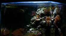 Aquarium Becken 12980