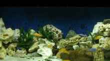Aquarium Hauptansicht von Becken 13025