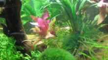Pflanzen im Aquarium Becken 13028