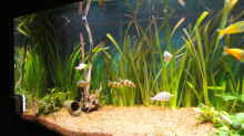 Pflanzen im Aquarium Becken 13041