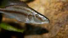 Dimidiochromis compressiceps Weibchen