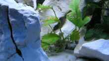Pflanzen im Aquarium Becken 13068
