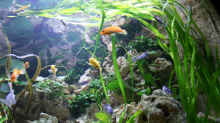 Aquarium Becken 13084