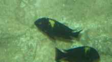 Aquarium Becken 1325
