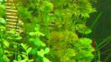 Pflanzen im Aquarium Becken 13309 aufgelöst