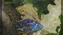 Nimbochromis-Arten