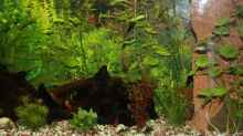 Pflanzen im Aquarium Becken 13460