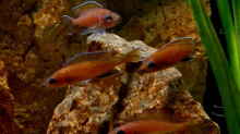 Gruppe Paracyprichromis nigripinnis Chituta