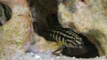 Julidochromis maleri