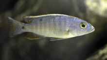 Scianuchromis ahli Jungfisch
