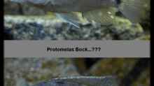 Protomelas sp. ´steveni Taiwan´ - Bock-Mix 4