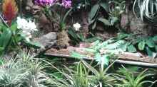 Orchideen, Bromelien, Tillandsien und Co.