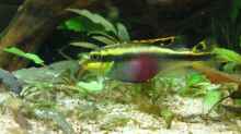 pelvicachromis pulcher - Weibchen