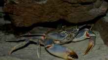 Blaue Malawi-Krabbe