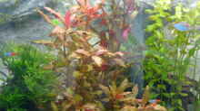 Pflanzen im Aquarium Becken 1387