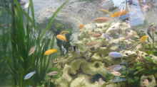 Dekoration im Aquarium Becken 1388