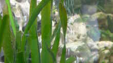 Pflanzen im Aquarium Becken 1388
